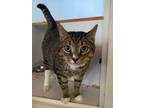 Adopt Deena a Domestic Short Hair