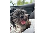 Adopt Ketty a Shih Tzu