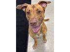 Adopt Rosie a Labrador Retriever