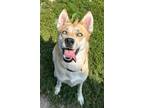 Adopt Sienna a Husky