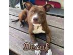Adopt Decaf a Pit Bull Terrier, Mixed Breed