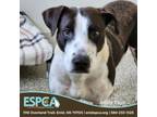 Adopt Addy Faye a Terrier, Border Collie