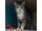 Adopt Pepper a Domestic Short Hair