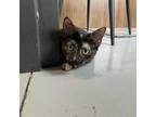 Adopt Velma a American Shorthair