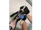 Adopt India a Mixed Breed