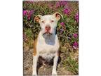 Adopt Ruby a Pit Bull Terrier