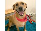 Adopt JUNE-Urgent Help Needed a Black Mouth Cur