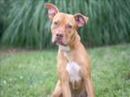 Adopt JITTERBUG a American Staffordshire Terrier, Mixed Breed