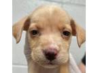 Adopt LOVETTE a Mixed Breed