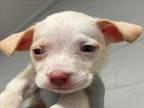 Adopt ORCHID a Mixed Breed
