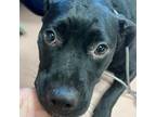 Adopt KEKE a Mixed Breed
