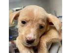Adopt ANGIE a Mixed Breed