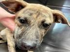 Adopt IZZY a Mixed Breed