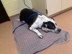 Adopt MOONSHINE a Australian Cattle Dog / Blue Heeler, Mixed Breed