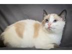 Adopt WALLET a Domestic Short Hair, Snowshoe