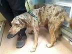 Adopt DOLLY a Catahoula Leopard Dog, Mixed Breed