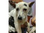 Adopt BAYA a Basset Hound
