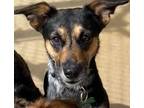 Adopt MELONY a Australian Cattle Dog / Blue Heeler