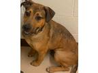 Adopt FERN a German Shepherd Dog