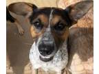 Adopt BESSY a Australian Cattle Dog / Blue Heeler