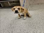 Adopt A401436 a Labrador Retriever, Boxer