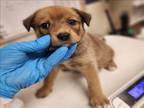 Adopt BRANDY a Catahoula Leopard Dog, Mixed Breed