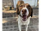 Pointer Mix DOG FOR ADOPTION RGADN-1126800 - Eleanor - Pointer / Mixed (short
