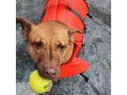 Adopt Eel a Basenji, Belgian Shepherd / Malinois