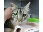 Adopt SPATZLE a Domestic Medium Hair