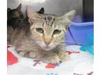 Adopt BULBASAUR a Domestic Short Hair