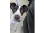 Adopt POOKIE a German Shorthaired Pointer, Mixed Breed