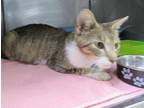 Adopt BRUMHILDA a Domestic Short Hair