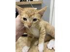Adopt NACHO CHEESE a Domestic Short Hair