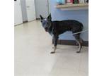 Adopt VIVILLON a Australian Cattle Dog / Blue Heeler