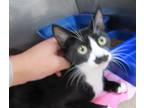 Adopt FRAULEIN a Domestic Short Hair