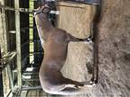 Halter Mare