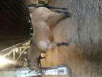 Broodmare Prospect