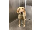 Adopt ROSIE a Vizsla