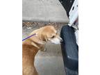 Adopt LADY BIRD a Golden Retriever