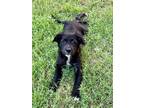 Adopt Tina a Border Collie, Terrier