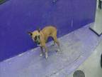 Adopt SALAMI a Boxer, Mixed Breed