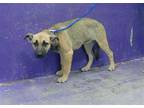 Adopt DARLENE a German Shepherd Dog, Mixed Breed