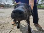 Adopt MADISON a Plott Hound, Mixed Breed