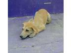 Adopt DARLA a German Shepherd Dog, Mixed Breed