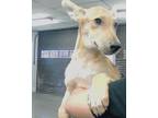 Adopt SHELLY a German Shepherd Dog, Mixed Breed