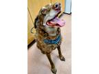 Adopt SAM a Labrador Retriever