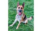 Adopt ZOE a German Shepherd Dog