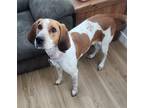 Adopt KOTA a Bluetick Coonhound, Mixed Breed