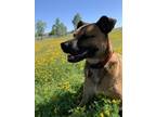 Adopt TALIA a German Shepherd Dog, Mixed Breed