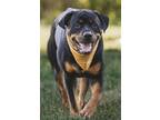 Adopt GRACE a Rottweiler